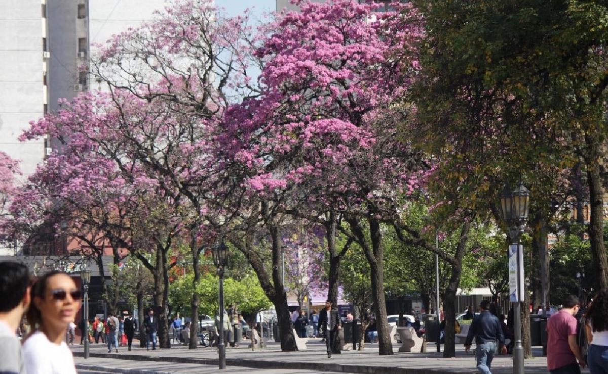 FOTO: El color de los lapachos cuando llega la primavera. (Foto: Tucumán Turismo)