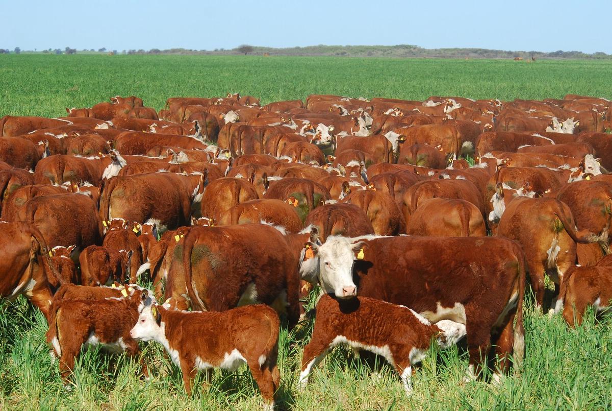 FOTO: Del 11 al 14 de septiembre la raza se muda a La Rural se llevará a cabo la Exposición