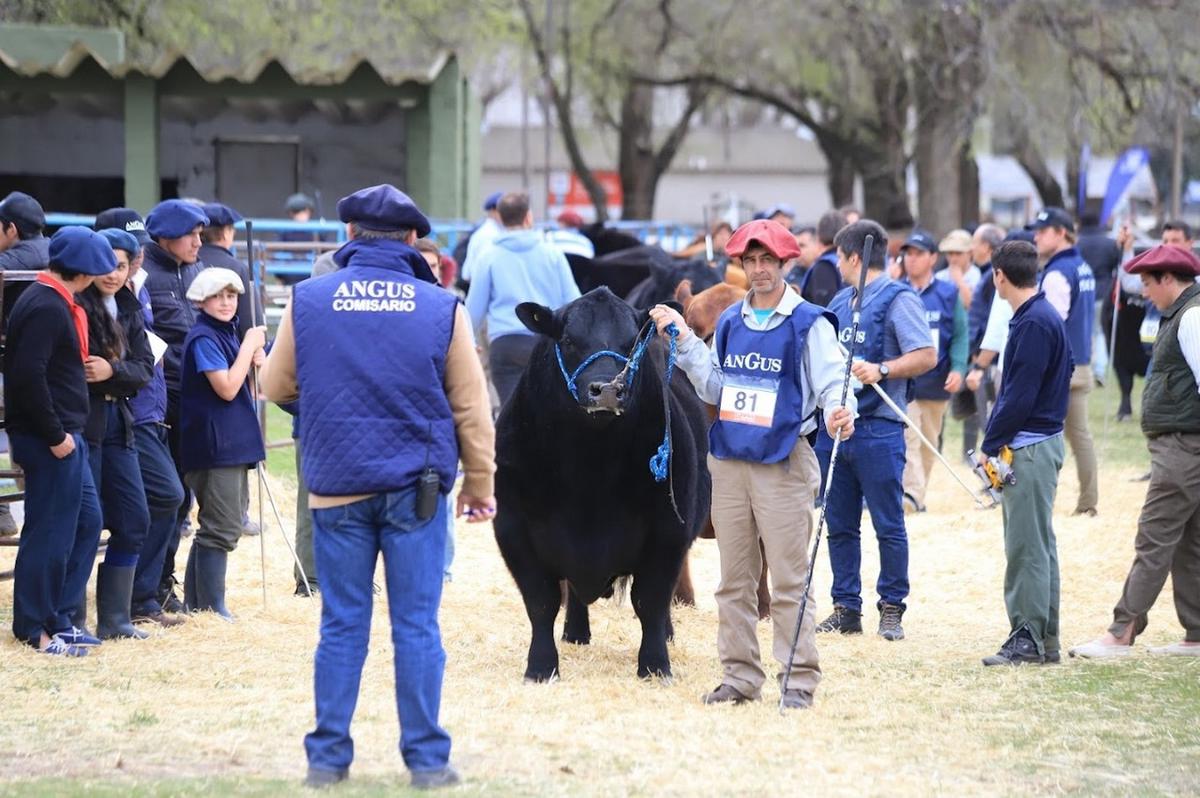 FOTO: Paso a paso. La raza consolida su presencia en Argentina. 